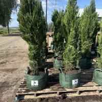 20-gallon Pot